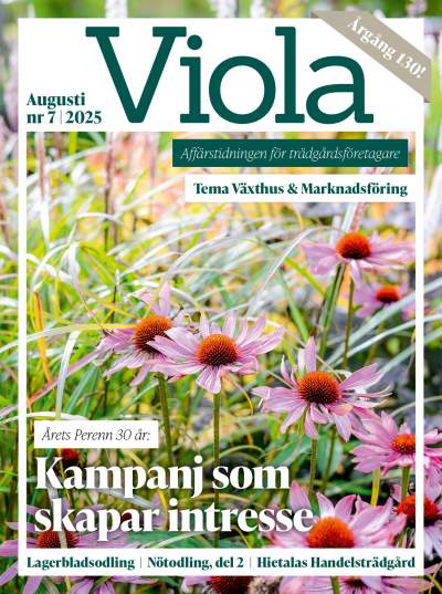 Viola